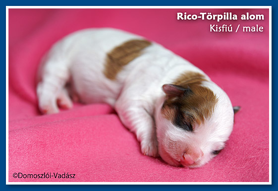 Rico-Törpilla-litter