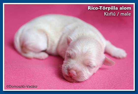 Rico-Törpilla-litter