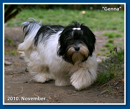 Genna, 2010. November