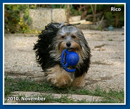 Rico, 2010. November
