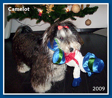 Camelot, 2009.-bichon havanese fiú 