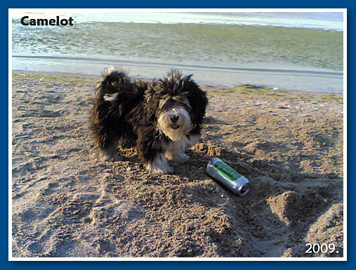 Camelot, 2009. June-bichon havanese fiú