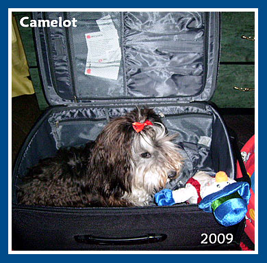 Camelot, 2009.-bichon havanese fiú 