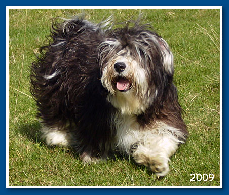 Camelot, 2009. July-bichon havanese fiú