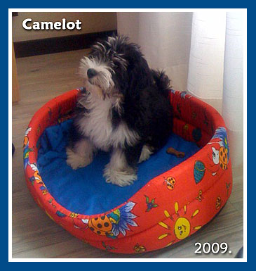 Camelot, 2009. May-bichon havanese fiú