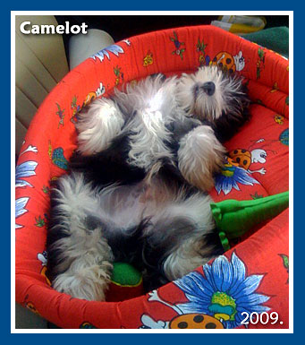 Camelot, 2009. May-bichon havanese fiú