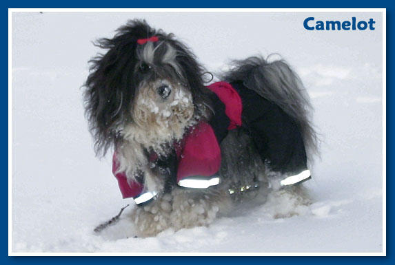 Camelot, 2010. December-bichon havanese fiú