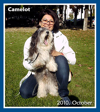 Camelot, 2010. November-bichon havanese fiú