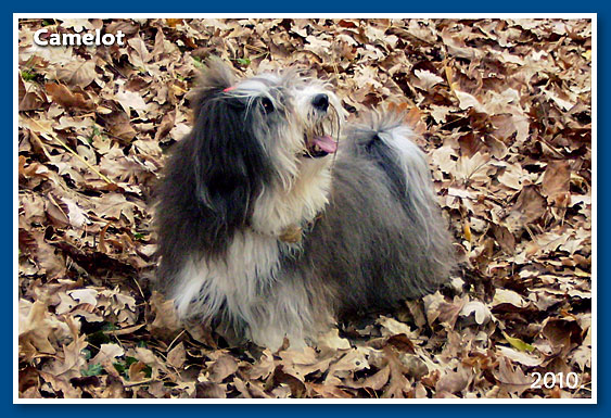 Camelot, 2010. November-bichon havanese fiú