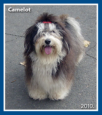 Camelot, 2010. November-bichon havanese fiú