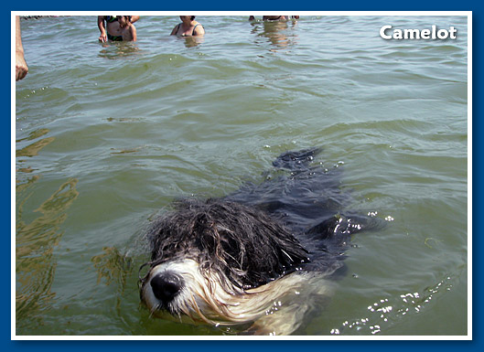 Camelot, 2010. December-bichon havanese fiú