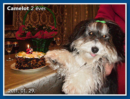 Camelot, 2011. Január 29. - bichon havanese fiú