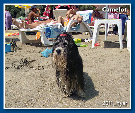 Camelot, 2010. December-bichon havanese fiú