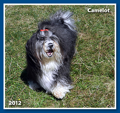 Camelot, 2012. nyarán - bichon havanese fiú