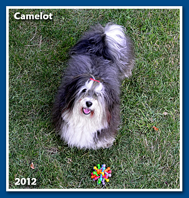 Camelot, 2012. nyarán - bichon havanese fiú