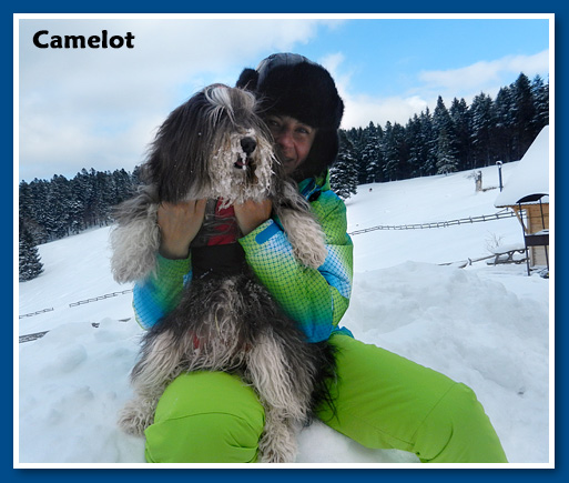 Camelot, 2012.- bichon havanese male