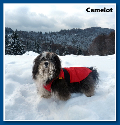 Camelot, 2012.- bichon havanese male