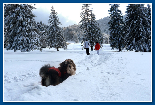 Camelot, 2012.- bichon havanese male