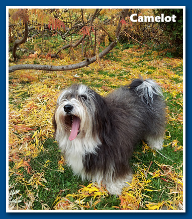 Camelot, 2012.- bichon havanese male