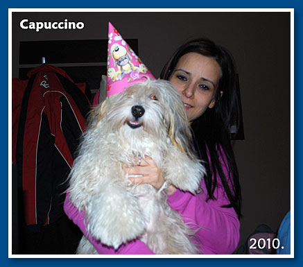 Capuccino, 2009.-bichon havanese fiú