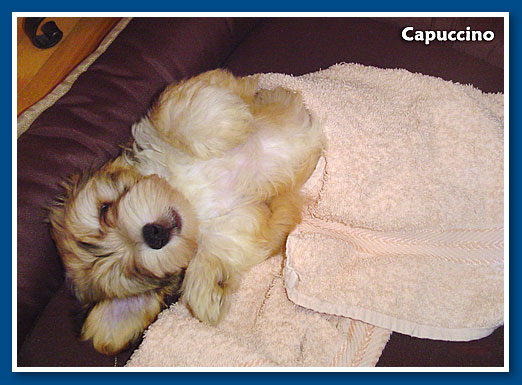 Capuccino, 2009.-bichon havanese fiú