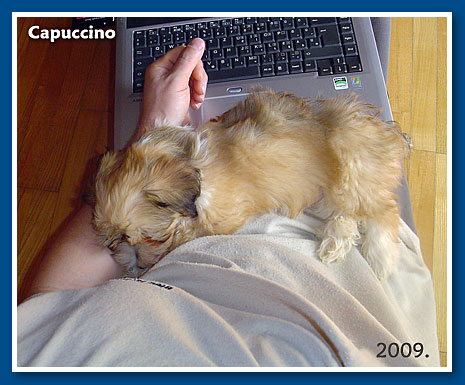 Capuccino, 2009.-bichon havanese fiú