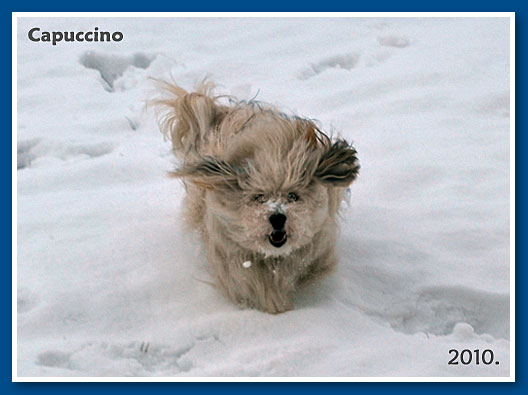 Capuccino, 2009.-bichon havanese fiú