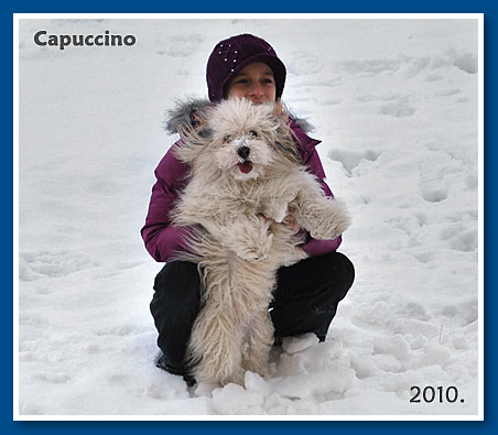 Capuccino, 2009.-bichon havanese fiú