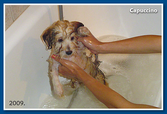 Capuccino, 2009.-bichon havanese fiú