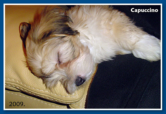 Capuccino, 2009.-bichon havanese fiú