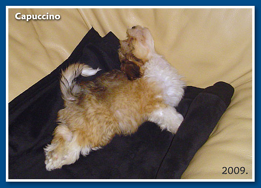 Capuccino, 2009.-bichon havanese fiú