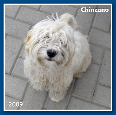 Chinzano, 2009.-bichon havanese fiú