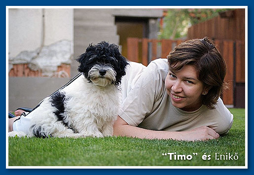 Don Diego - bichon havanese fiú