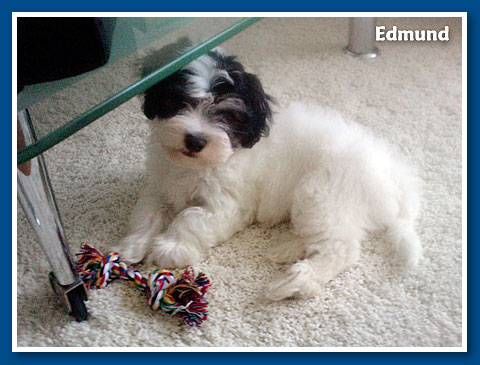 Edmund, bichon havanese fiú