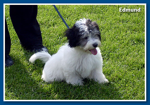 Edmund, bichon havanese fiú