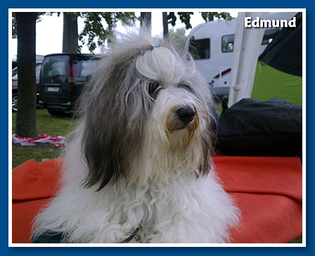 Edmund, bichon havanese fiú