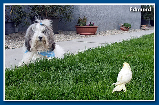 Edmund, bichon havanese fiú