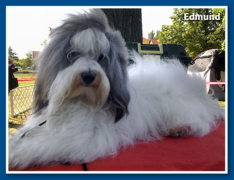 Edmund, bichon havanese fiú