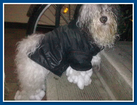 Edmund, bichon havanese fiú