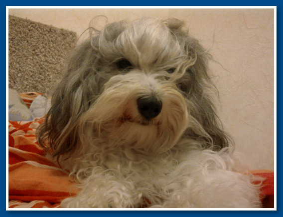 Edmund, bichon havanese fiú