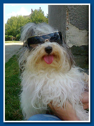 Edmund, bichon havanese fiú