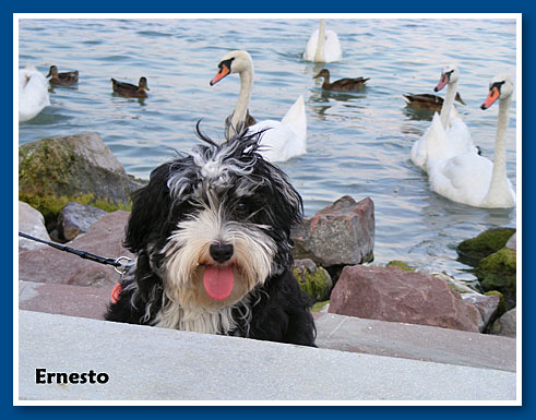 Ernesto, bichon havanese fiú