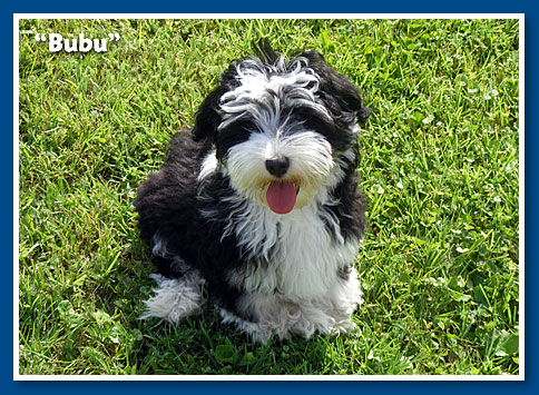 Ernesto, bichon havanese fiú