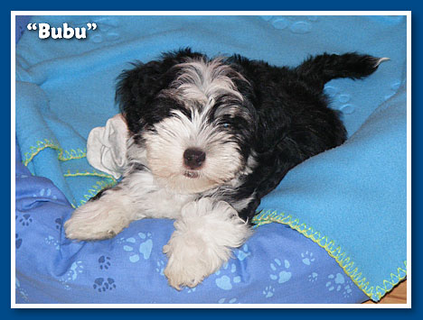 Ernesto, bichon havanese fiú