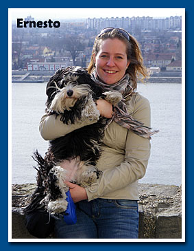 Ernesto, bichon havanese fiú