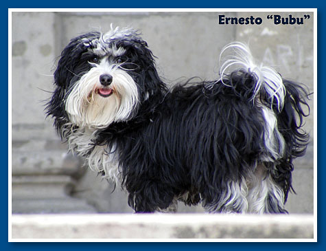 Ernesto, bichon havanese fiú