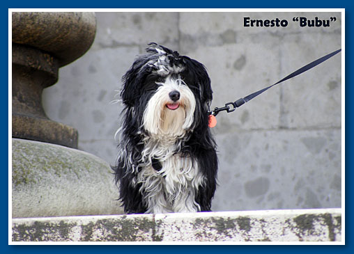 Ernesto, bichon havanese fiú