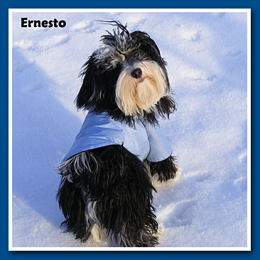 Ernesto, bichon havanese fiú