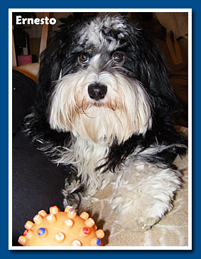 Ernesto, bichon havanese fiú