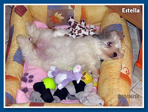 Estella, bichon havanese lány